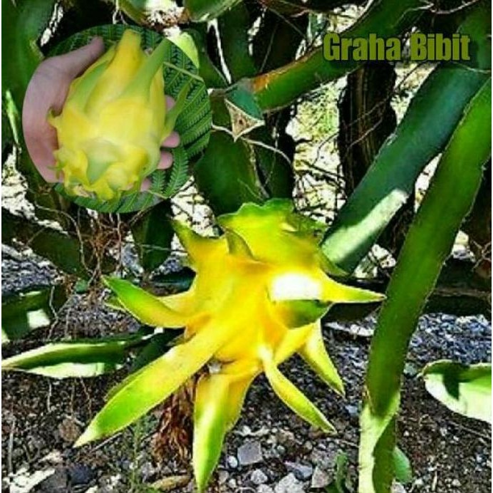 Bibit Buah Naga Kuning Tanpa Duri I3N MMMM VALID