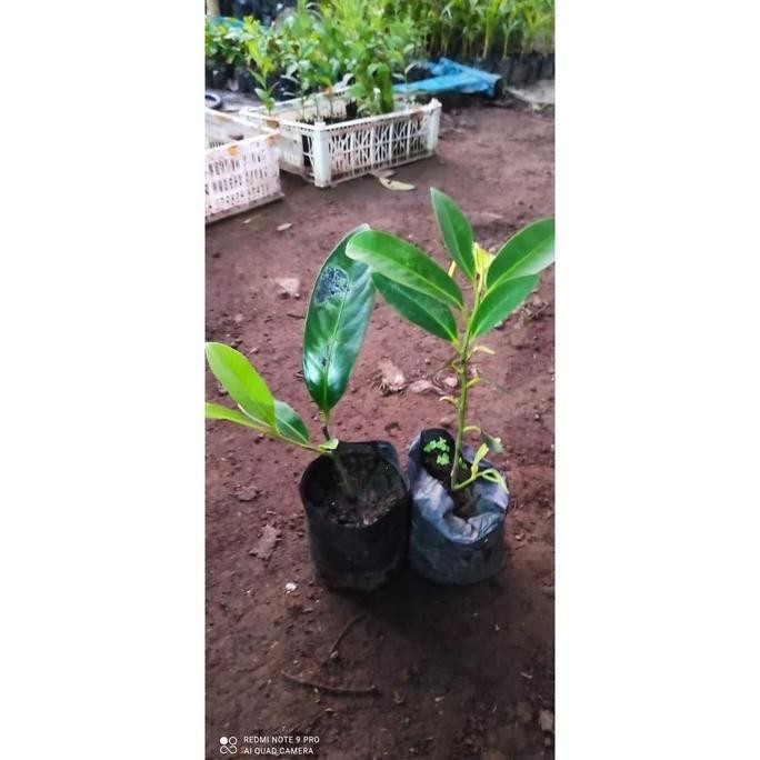 Bibit Buah Black Sapote Jumbo Asli SUPER MMMM VALID