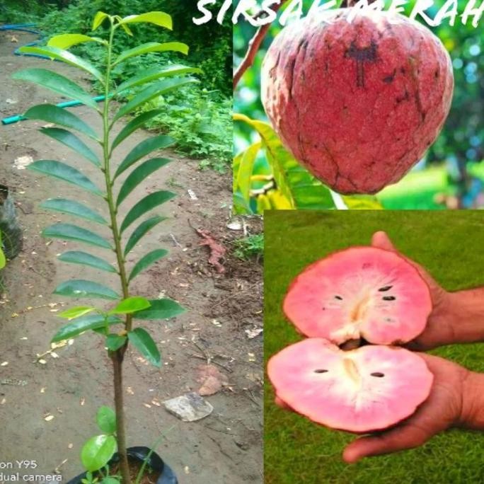 Terlaris KWALITAS TERBAIK Bibit Tanaman Buah Sirsak Merah Jumbo Cepat VALID