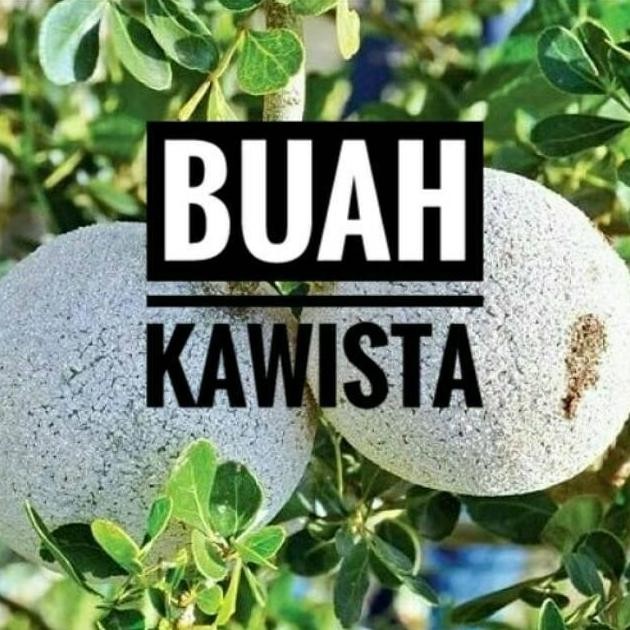 KLITAS Bibit Tanaman Buah Kawista - Bibit Kawista Okulasi MMMM VALID
