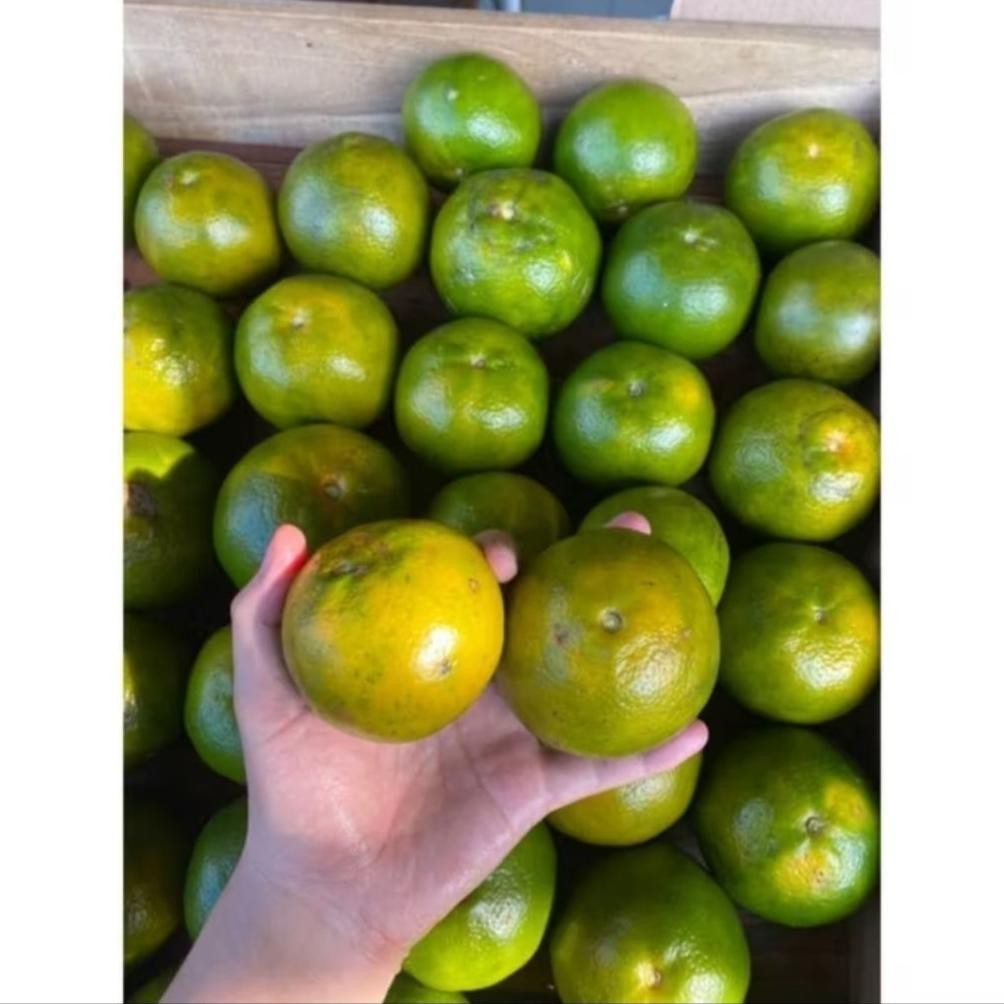 

Quality Buah Jeruk Semboro 1Kg Isi 6/7 Buah Premium