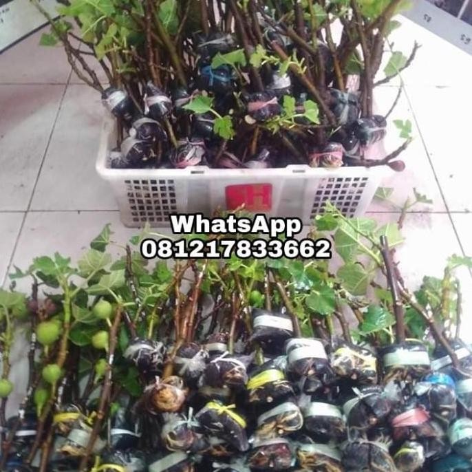 POHON Bibit buah tin Tena fresh cangkok | bibit pohon tin Tena BISA COD