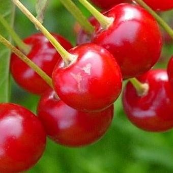 POHON bibit ceryy/ceri/cery Vietnam pohon tanaman buah di dalam BISA COD