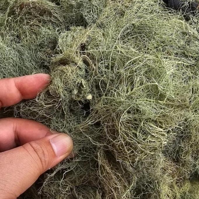 

Herbal Kayu Angin - Rasuk Angin - Akar Angin