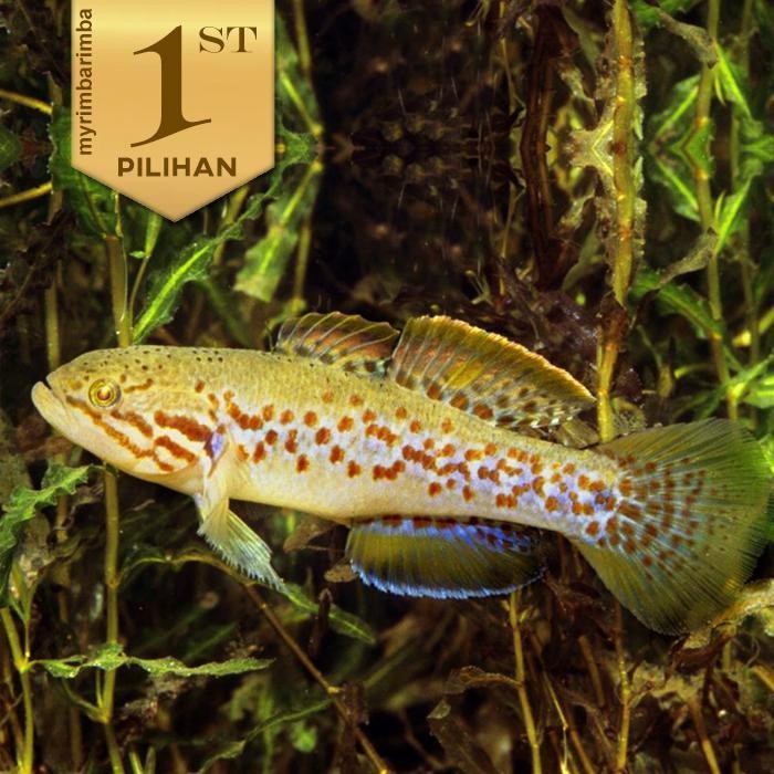 RA Goby Mogurnda Ikan Hias Aquascape Hiasan Aquarium Tanama Air Tawar