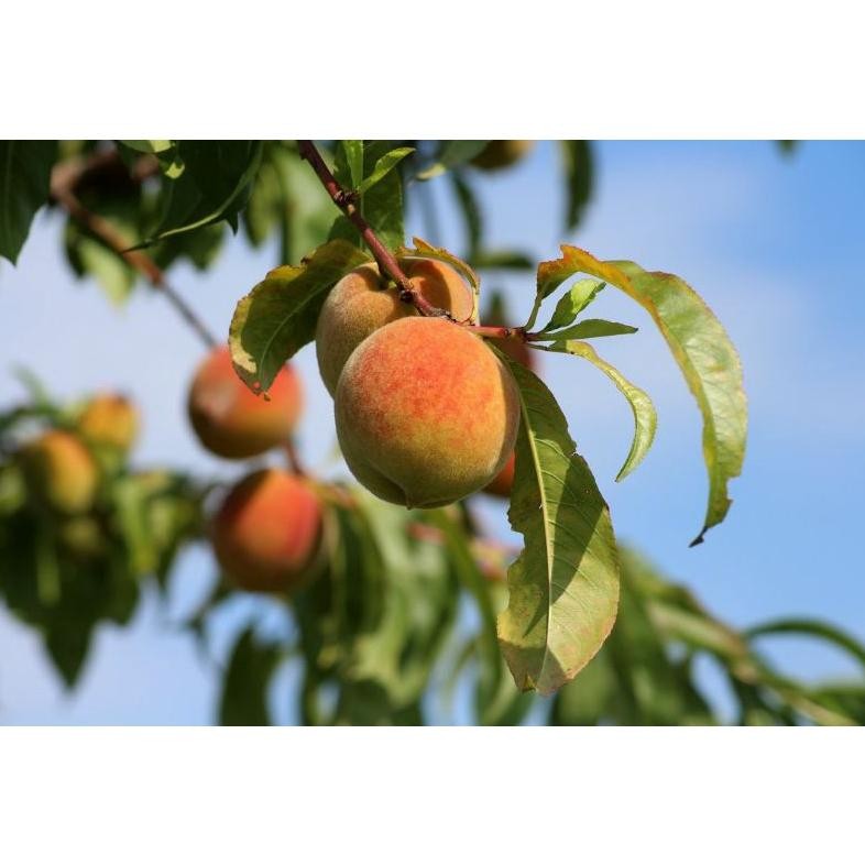 Bibit Tanaman Buah Persik/Buah Peach/Peach Fruits