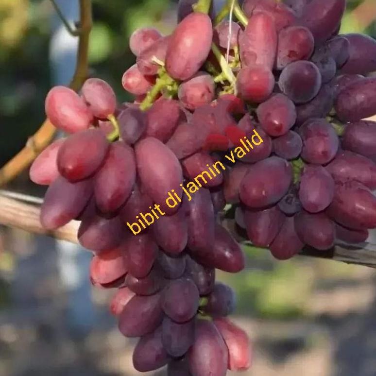 bibit anggur impor taldun batang super besar Valid