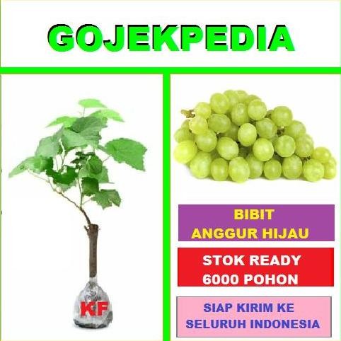 Bibit Anggur Hijau Pohon Anggur Hijau Buah Anggur Hijau Tanaman Anggur