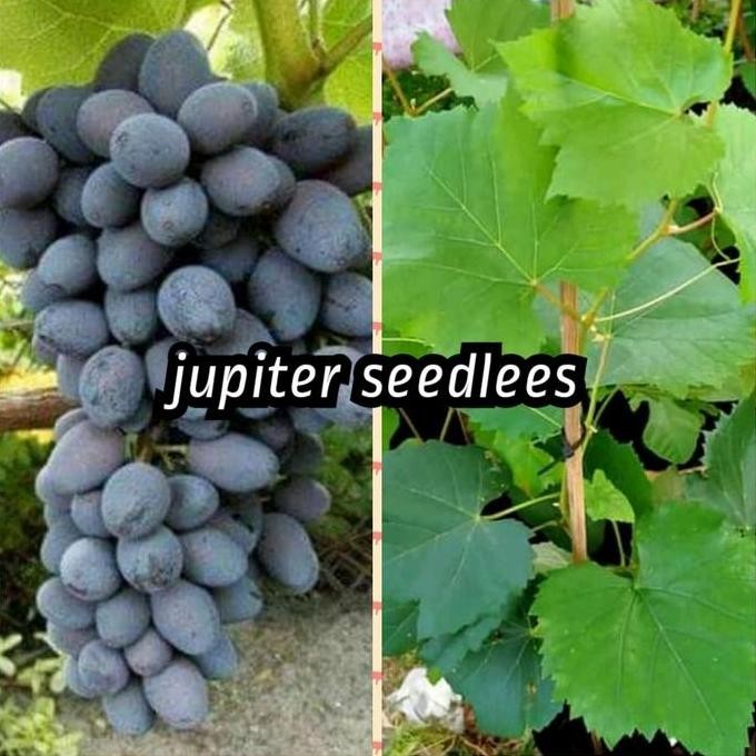 bibit anggur jupiter seedles berbunga import