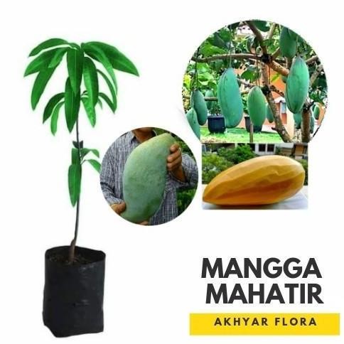 POHON Bibit Mangga Mahatir Pohon Mangga Bibit Buah Mangga Mahatir DDDD TERLARIS