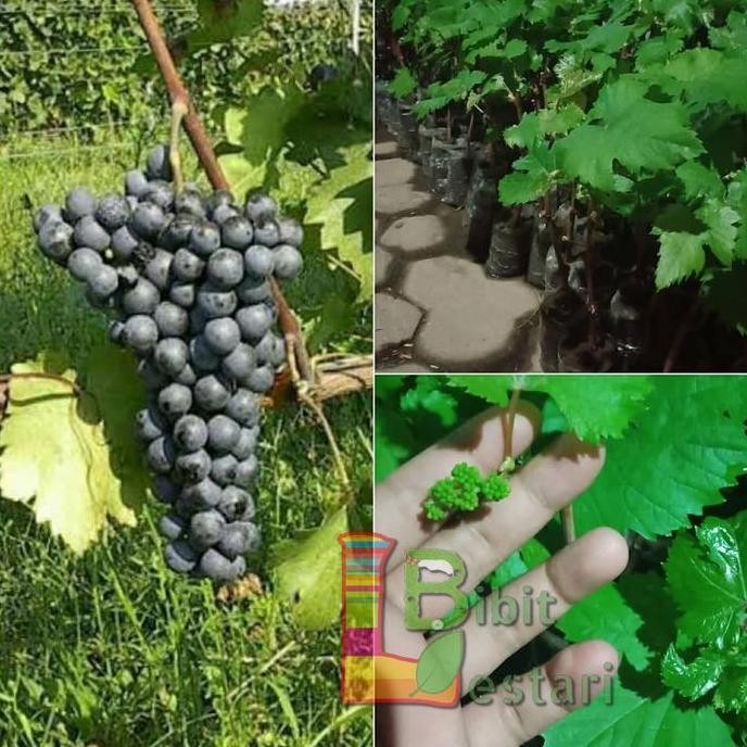 Bibit anggur caroline - Bibit Anggur Import Grafting