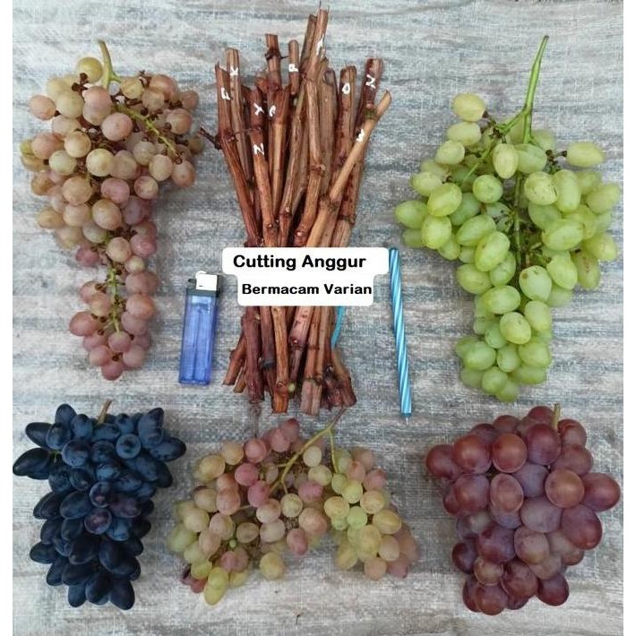Stek Cutting Anggur Import Bermacam Varian