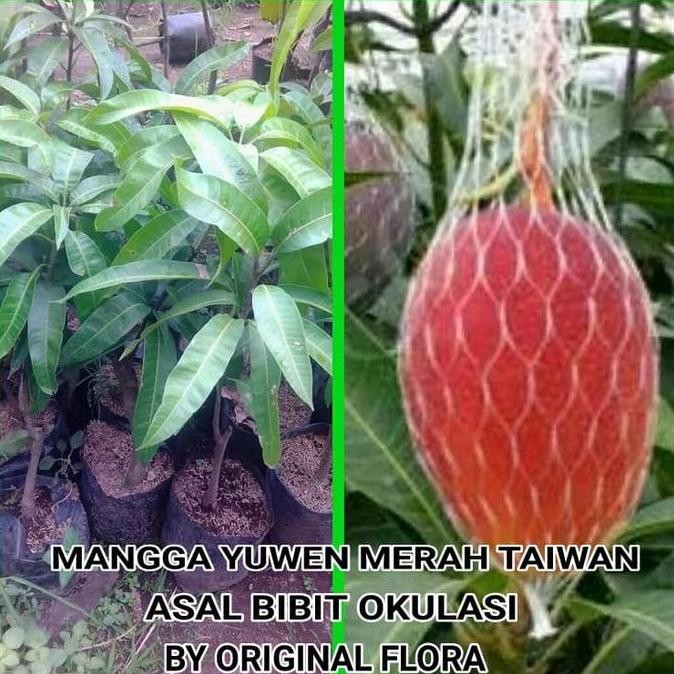 Bibit Mangga Yuwen Pohon Mangga Bibit Buah Mangga Yu Wen Taiwan Merah