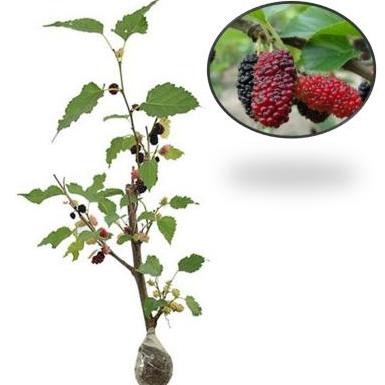 tanaman bibit buah murbei (sudah berbuah)