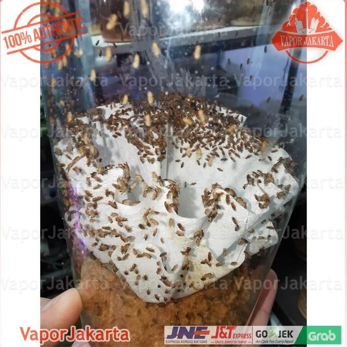 

Drosophila Melanogaster Lalat Buah - Dart Frog (Ready Stock)