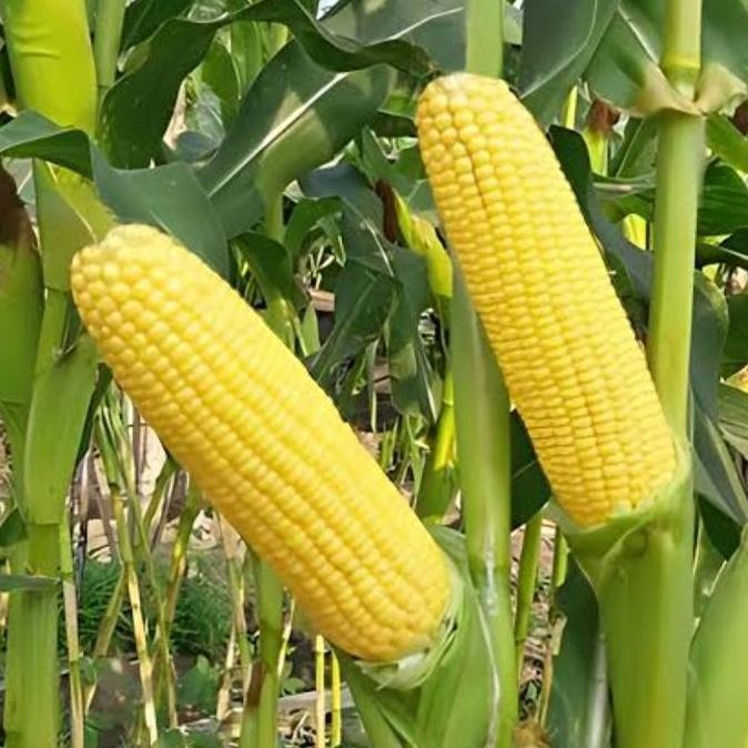 

Silahkan Order] Jagung Manis