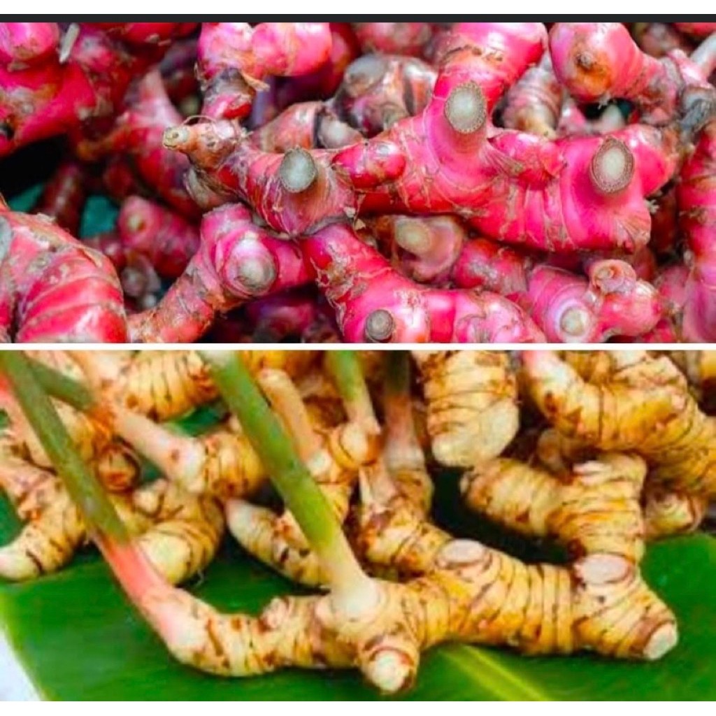 

Lengkuas_merah_segar langsung dari petani 1kg