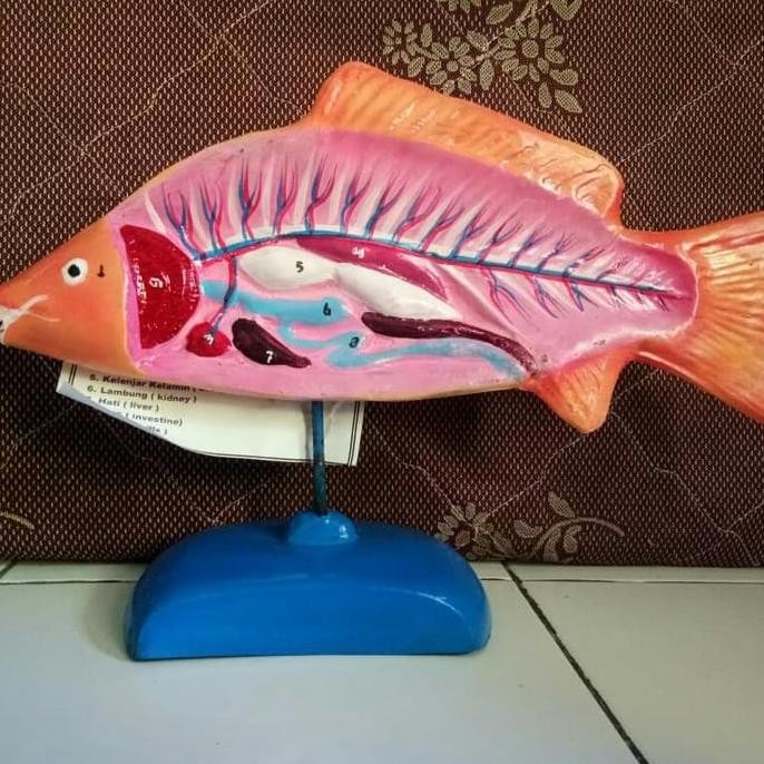 Alat Peraga Biologi Torso Ikan/Model Ikan