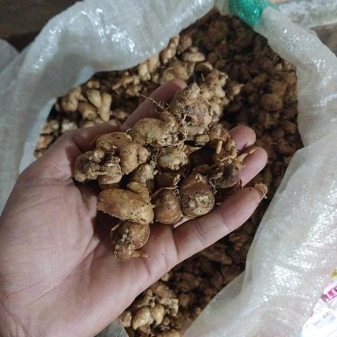 

JH8 Cikur 2Kg Bahan Rempah Bumbu Masakan Seblak DLL, Organik Alami Penyedap Spices