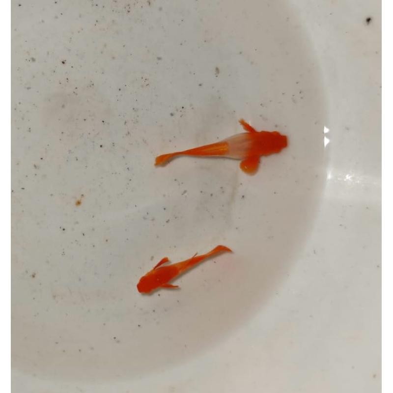 

Albino Koi Red Air Terlaris Best Quality 100% Original