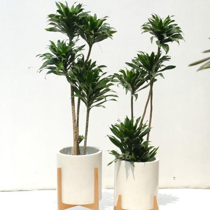 Sale Tanaman Dracaena Janet Craig