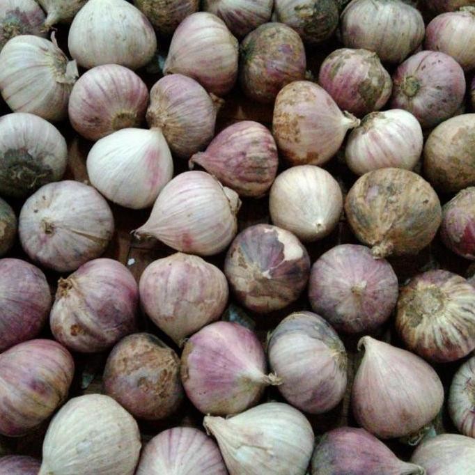 

(Allthebest) Bawang putih tunggal ukuran besar 1 kg