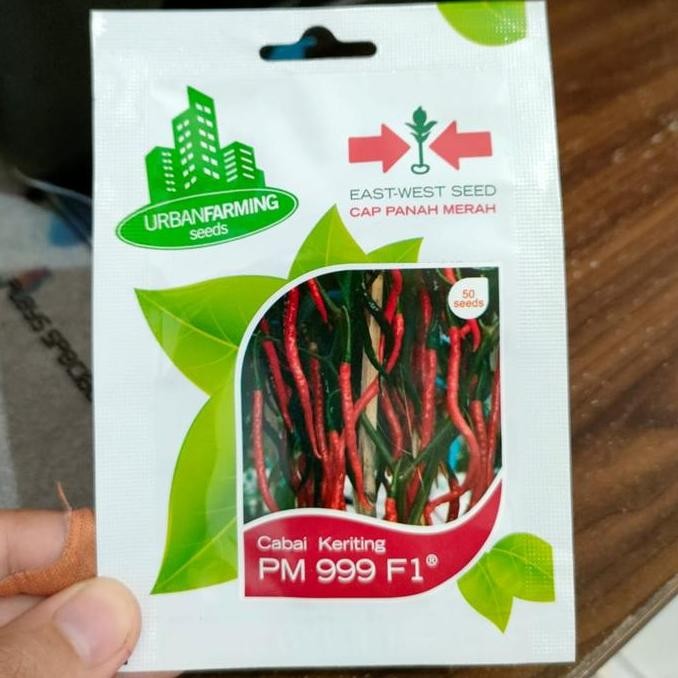 Cabe Keriting Pm999 Urban Farming