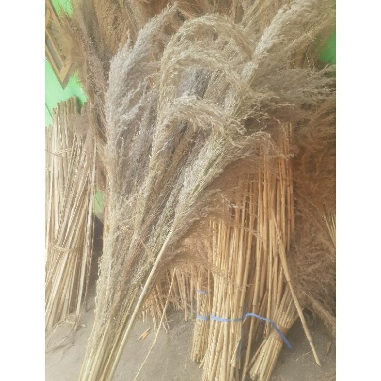 pampas bulu mini isi 10