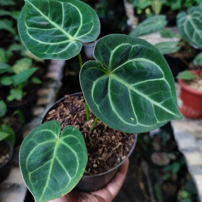 Anthurium Dorayaki X Hoffmanii