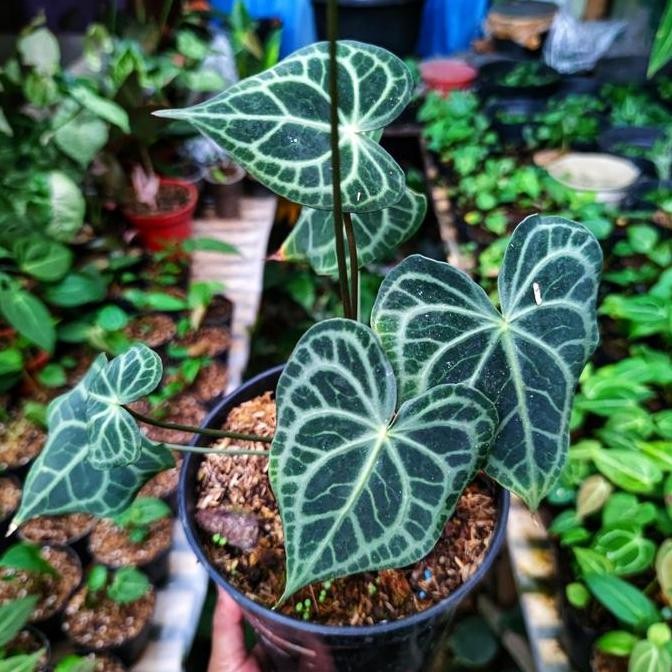 Anthurium King Of Clarinervium Sulamjana X Queens Of Clarinervium