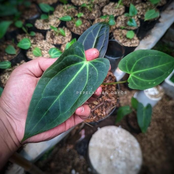 Anthurium Dark Mama Hybrid Real Karakter Anthurium Warocqueanum X Papillilaminum