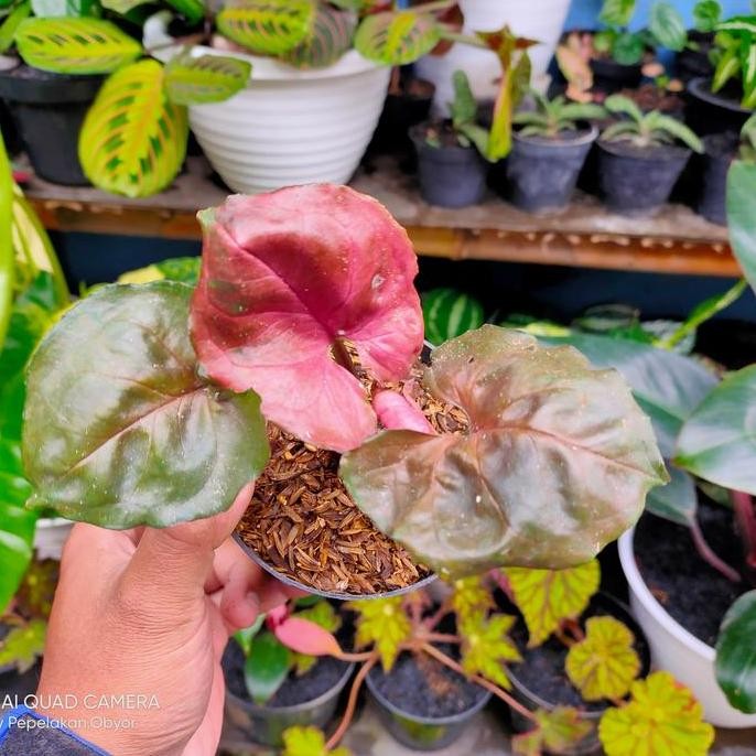 Syngonium Strawberry Ice