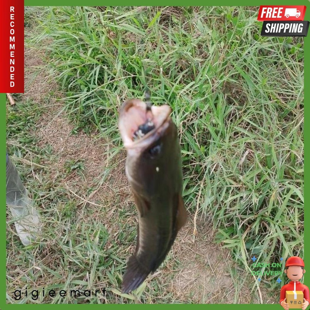 Soft Frog 3,5 Cm Umpan Pancing Anti Moncel Untuk Casting Ikan Gabus Paling Ampuh Dan Gacor Terlengka