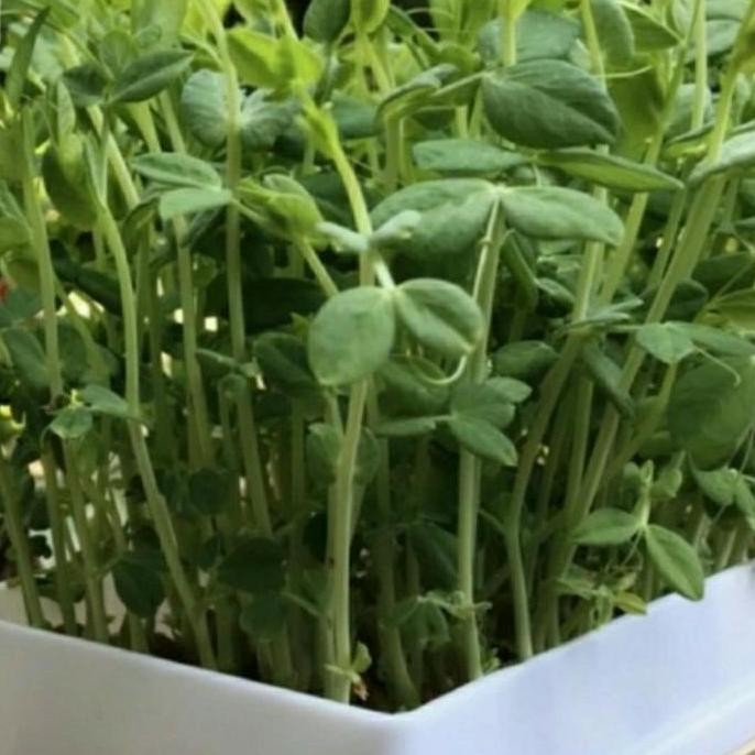 

Promo Benih Sayur Snow Peas Tomiao - Kacang Kapri ( 250 Gram ) COD