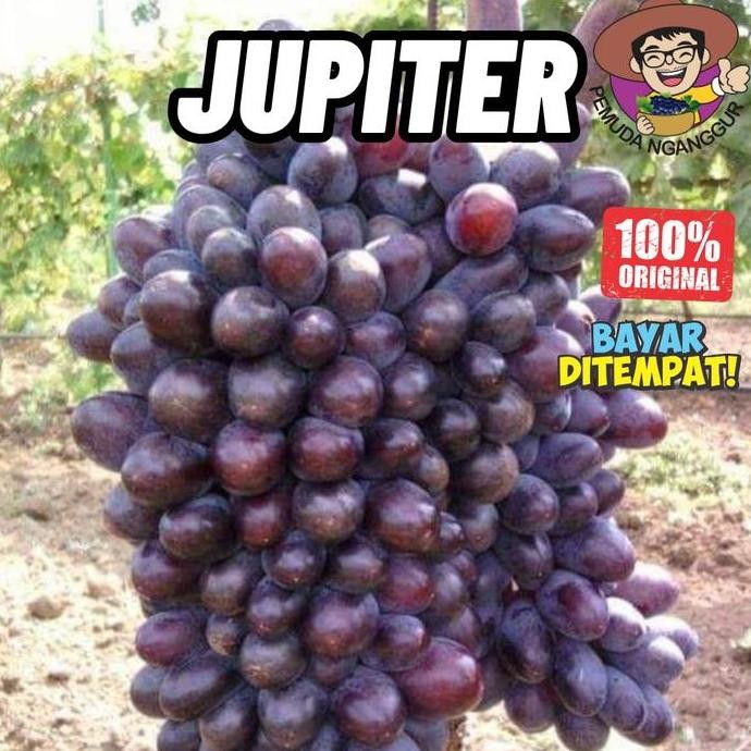 

Promo BIBIT ANGGUR IMPORT JUPITER SEEDLESS BERAROMA FOXY COD