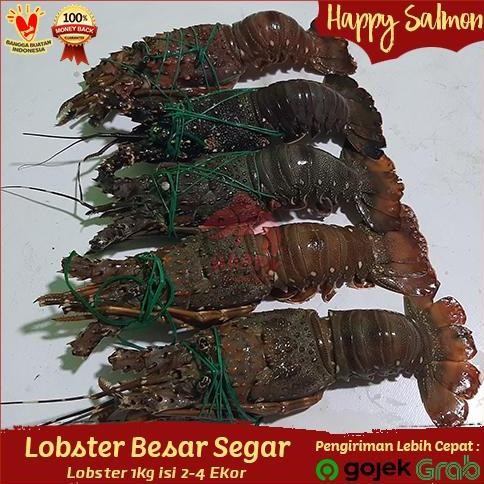 

Lobster Besar Segar 1Kg Isi 2-4 Ekor/Lobster Segar/Lobster Besar Fresh