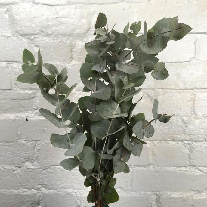 

Daun Eucalyptus Segar Silver Dollar Import per batang