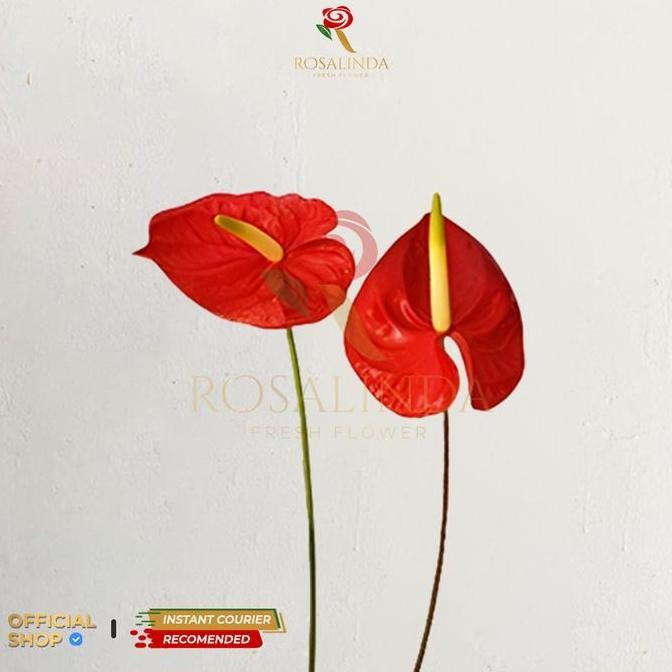 Bunga Anthurium / Bunga Potong Segar