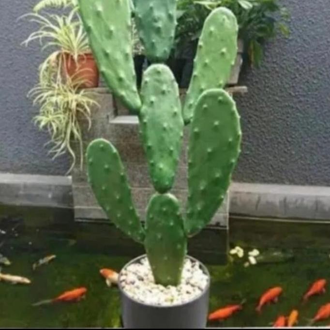 tanaman kaktus centong besar