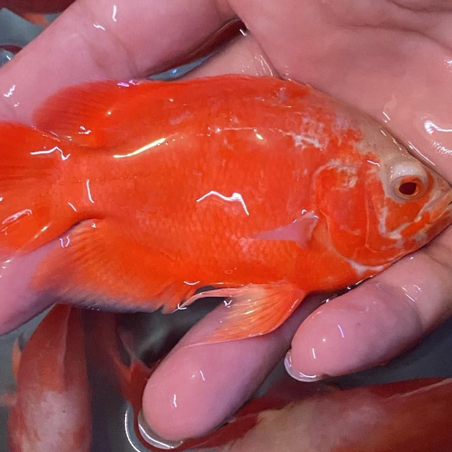 Ikan Hias Oscar Paris Red Chili Ikan Predator