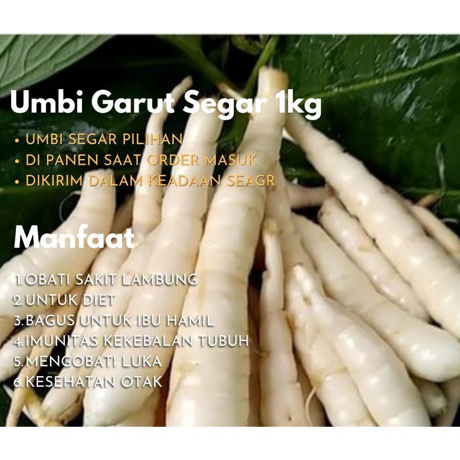

FM Umbi Garut Segar 1kg Obat Asam Lambung