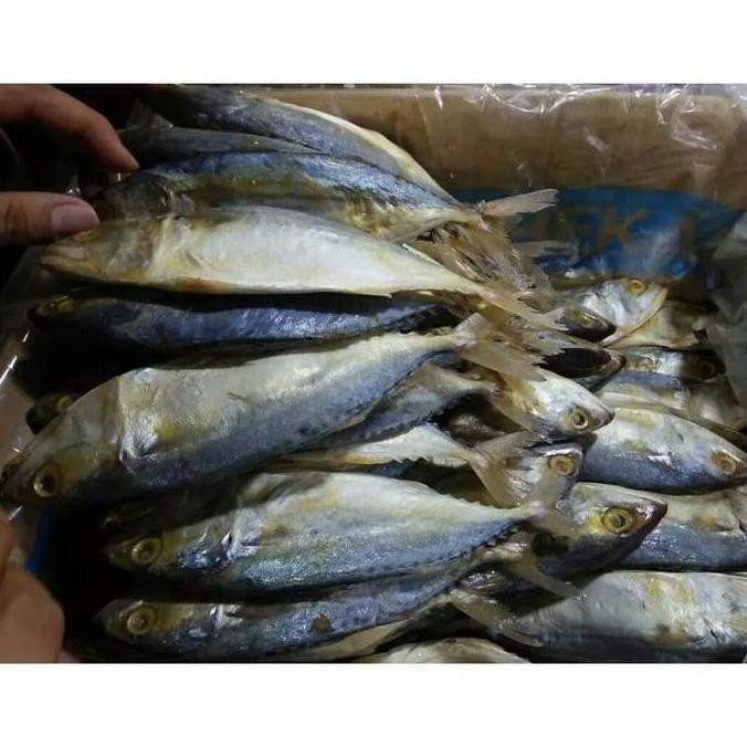

IKAN ASIN PEDA / IKAN ASIN GEMBUNG / OLEH-OLEH MEDAN