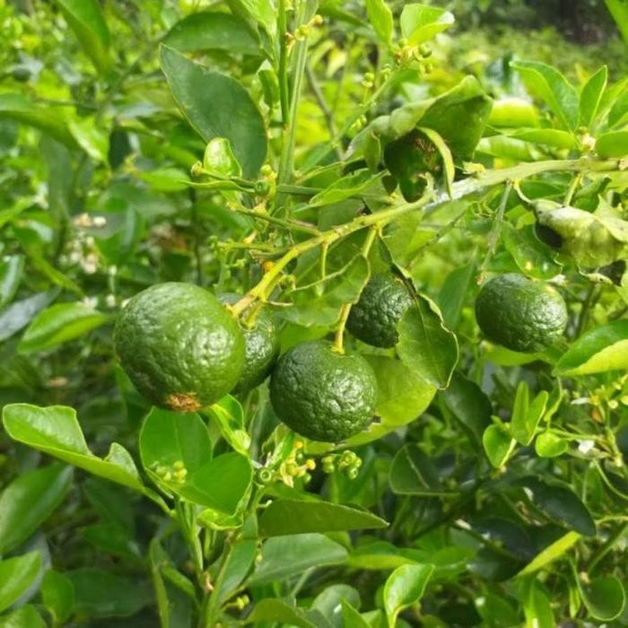 

Tanaman Buah / Sayur Jeruk Limau - Jeruk Sambal Terbaru Best Quality 100% Original