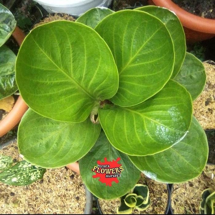 Tanaman Hias Anthurium Jemani Mangkok Lady Gaga-Jemani Mangkok Ori Terbaru Best Quality 100% Origina