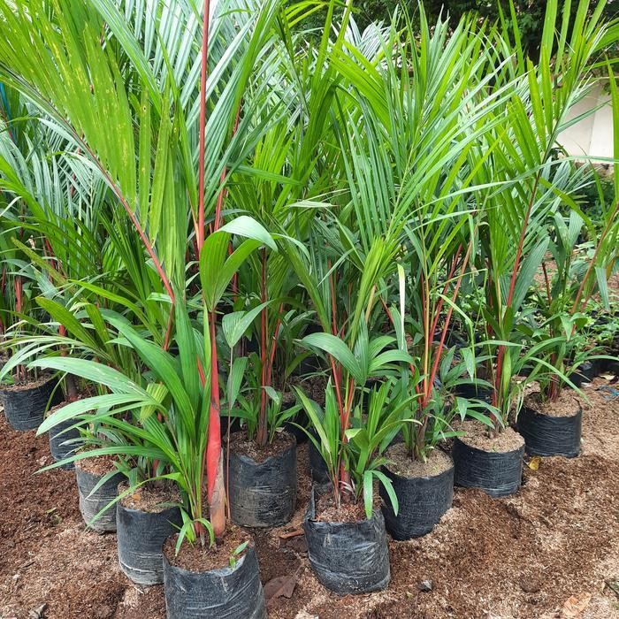 Tanaman Palem Merah Palem Pinang Merah Palm Merah Lipstik Tinggi 1,5 Meter Terbaru Best Quality 100%