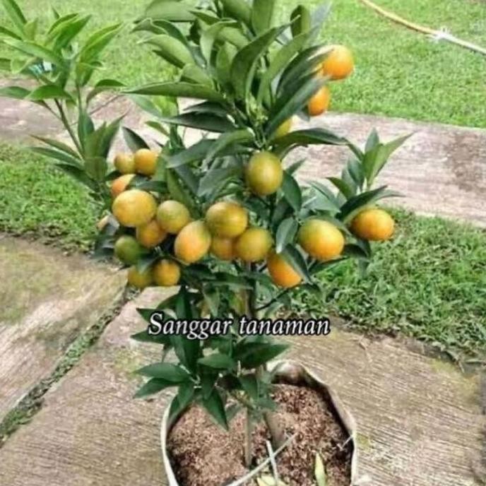 

TERBARU - TANAMAN JERUK NAGAMI SUDAH BERBUAH