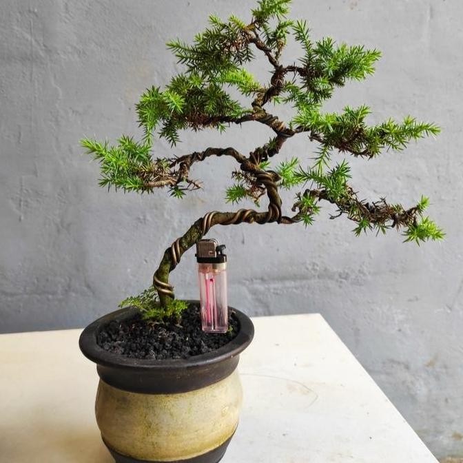 bonsai cemara pua duri