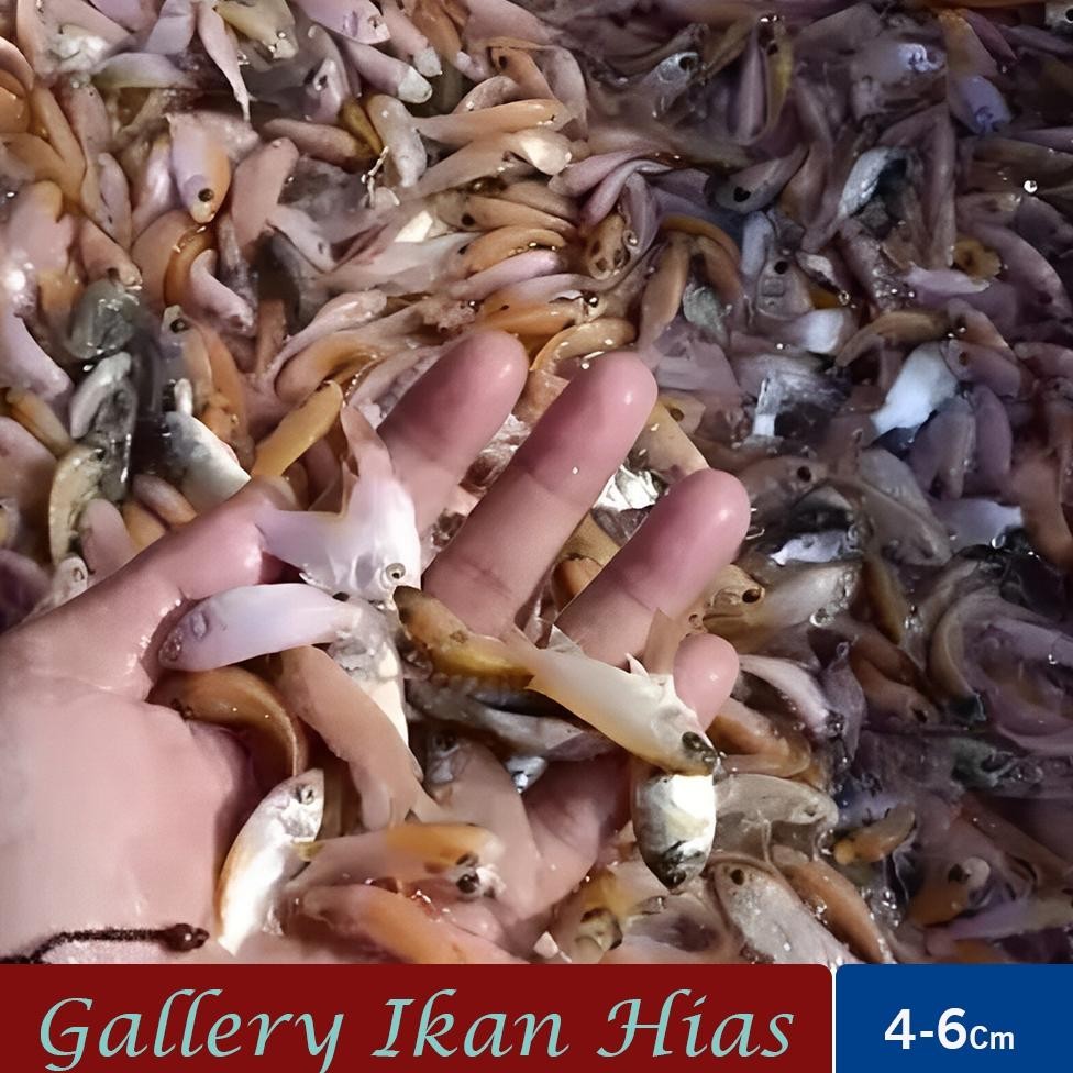 Gallery Ikan Hias - Paket 100 ekor Bibit Nila Merah Bangkok DiM