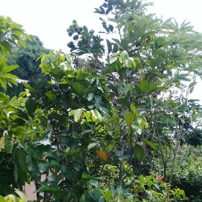 NEW Pohon Buah Rambutan Binjai Sudah Berbuah.