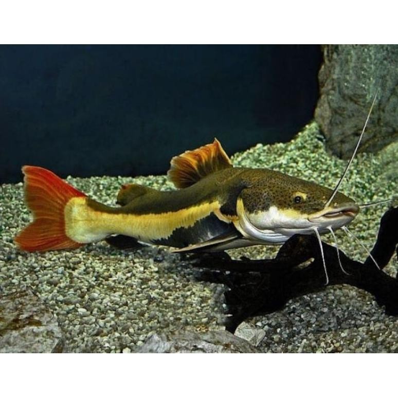 ikan catfish RTC DiM